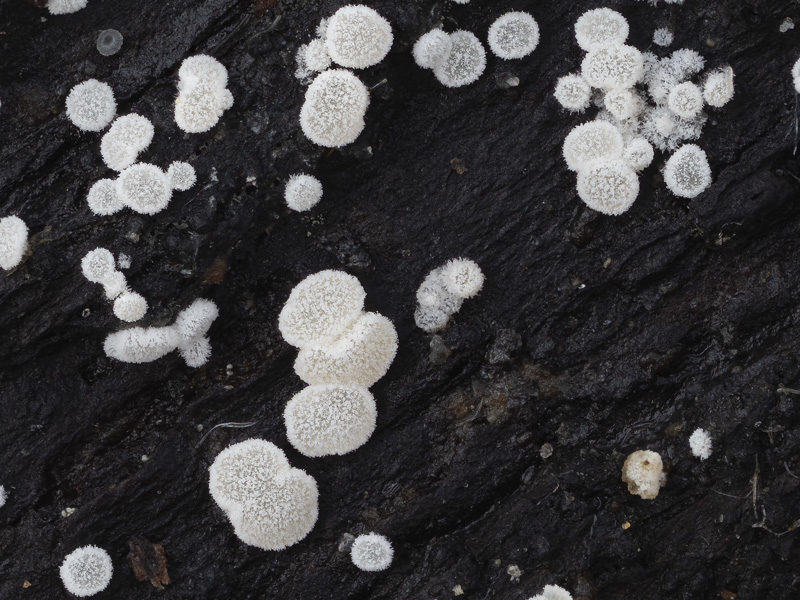 Polydesmia pruinosa Polydesmia pruinosa